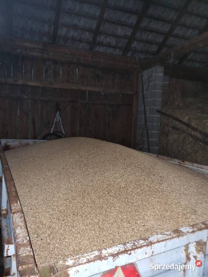 Pszenica ozima i owies w workach 30 Zboża podkarpackie Lubzina