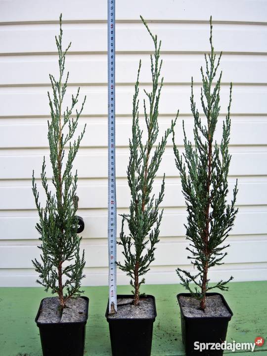 Jałowiec skalny Skyrocket sadzonki w doniczkach wielkopolskie