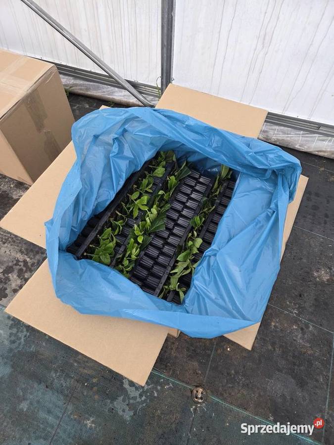 Laurowiśnia Multiplat 104 NOVITA producent Tychy sprzedam