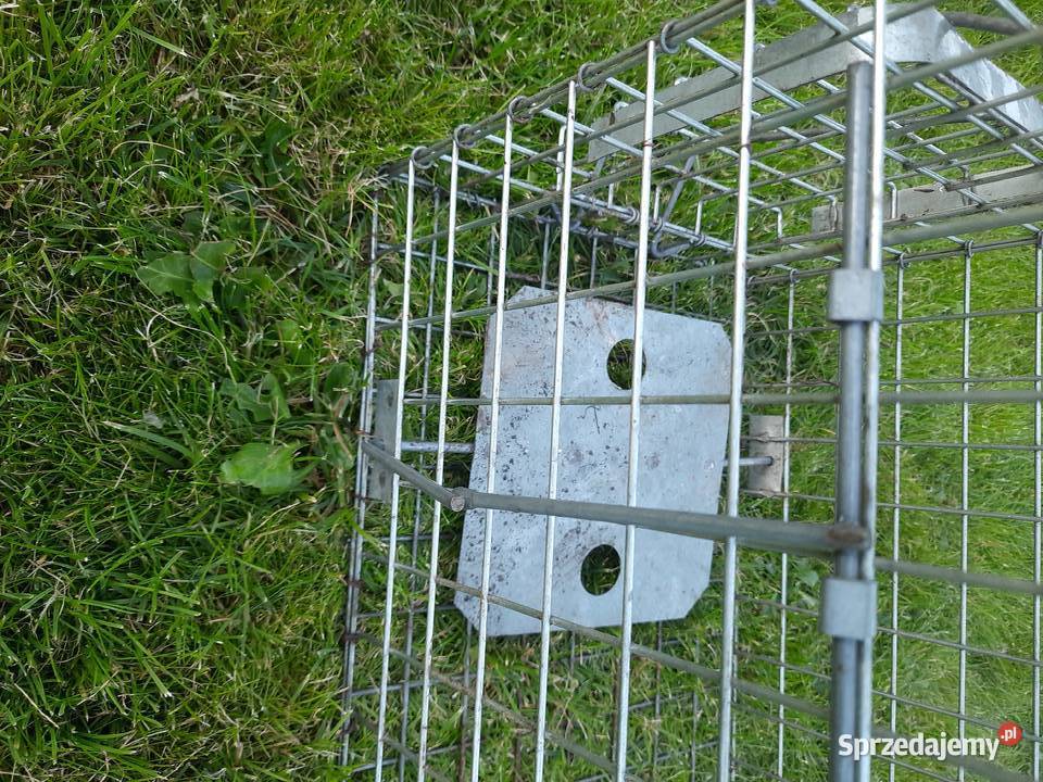 Żywołapka pułapka klatka na kuny łasice dzikie warmińsko-mazurskie Morąg sprzedam