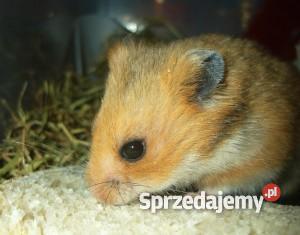 CHOMIKI PANDA BANAN ROBOROWSKI SYRYJSKI