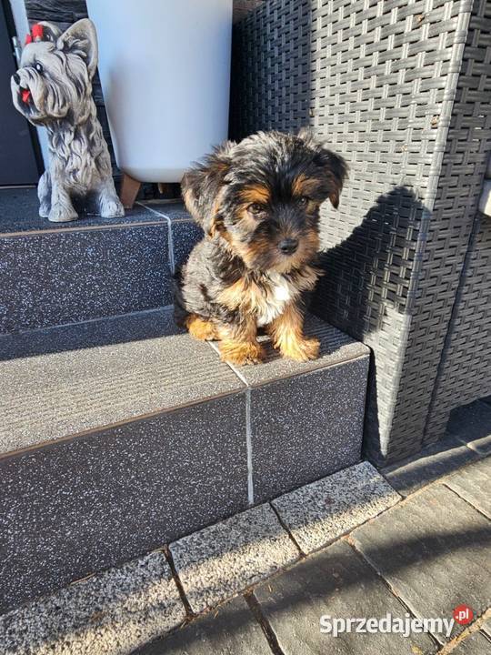 York terrier chłopczyk Chróścin