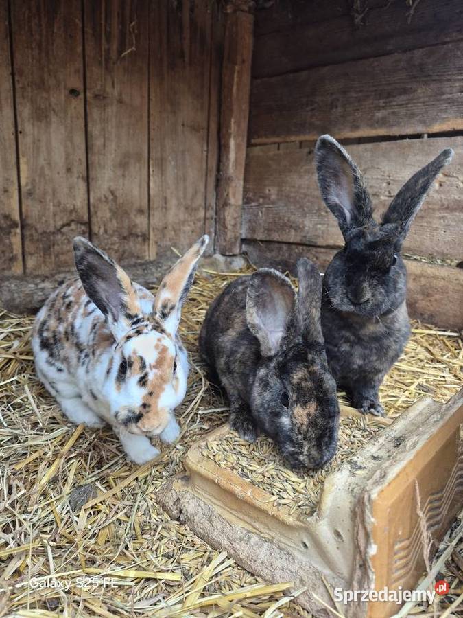 Rex trójbarwny samce Dylągowa