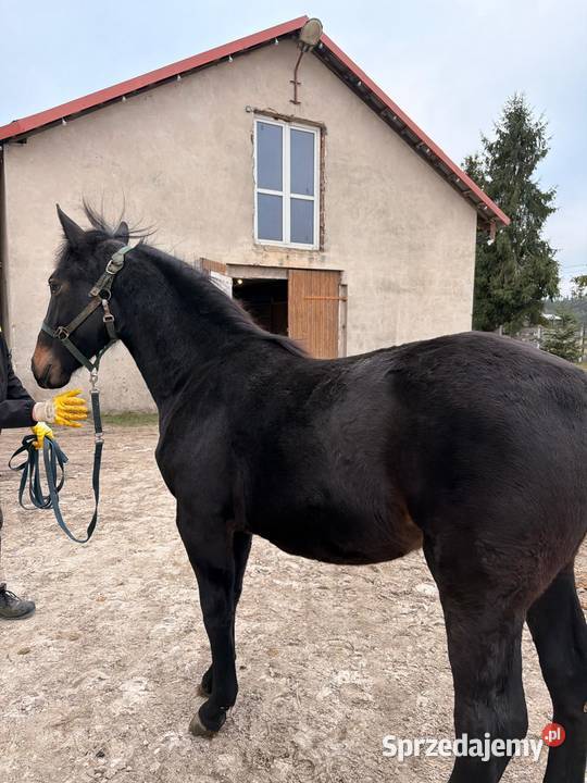 Klacz śląska roczna Konie Bąków