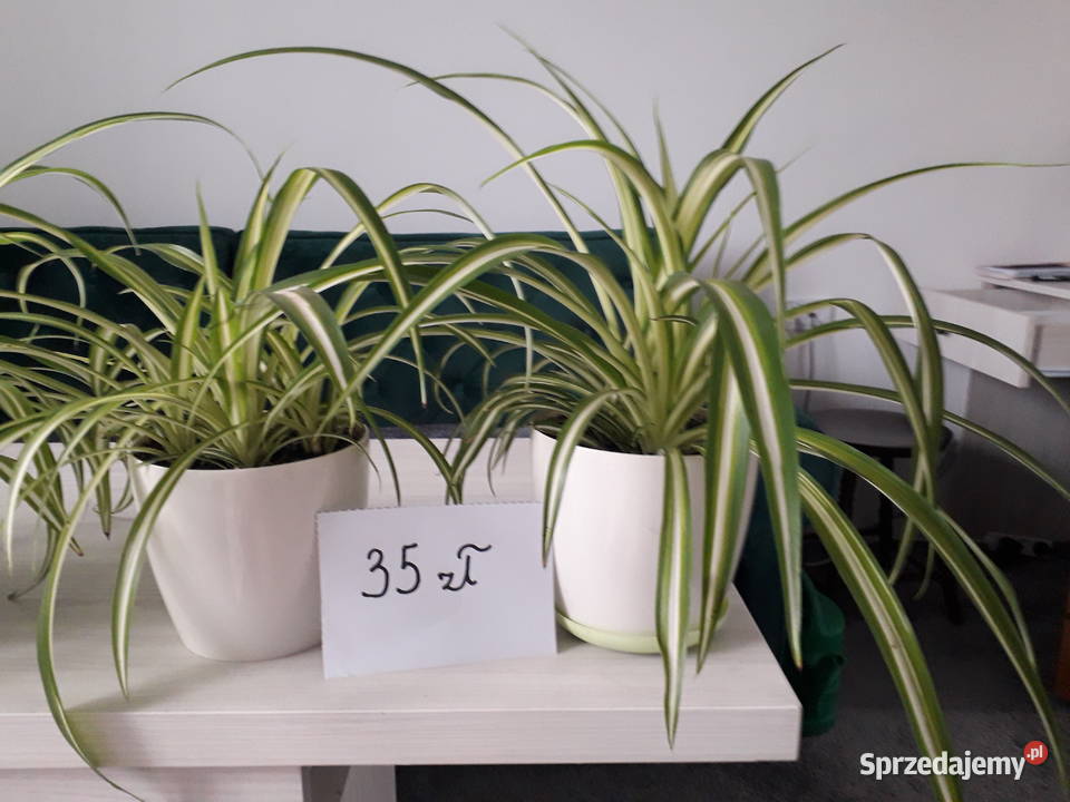 Zielistka kwiat domowy śląskie