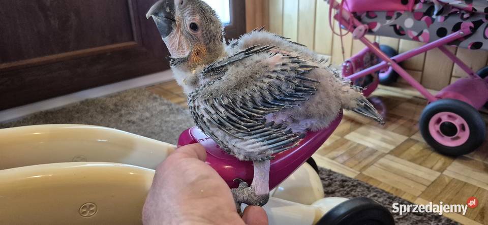 Are araraune sprzedam do dalszego rk Grodzisk Wielkopolski