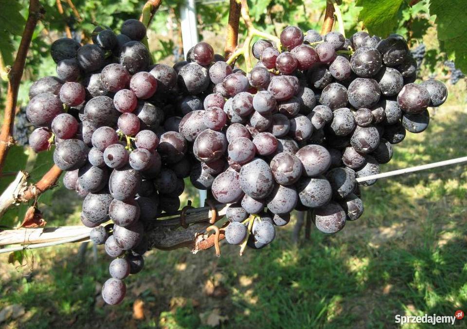 Sadzonki winorośli Ukraina Przemyśl