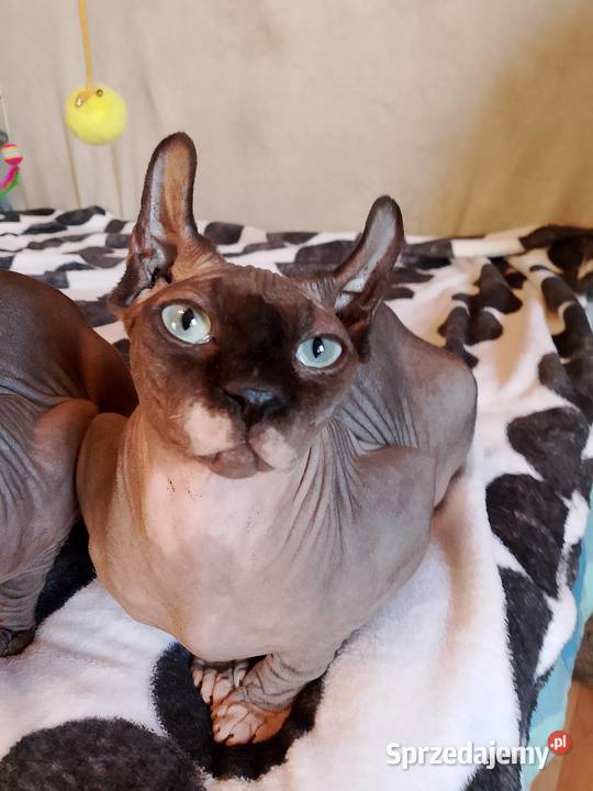 Sfinks kanadyjski Elf dolnośląskie Legnica sprzedam