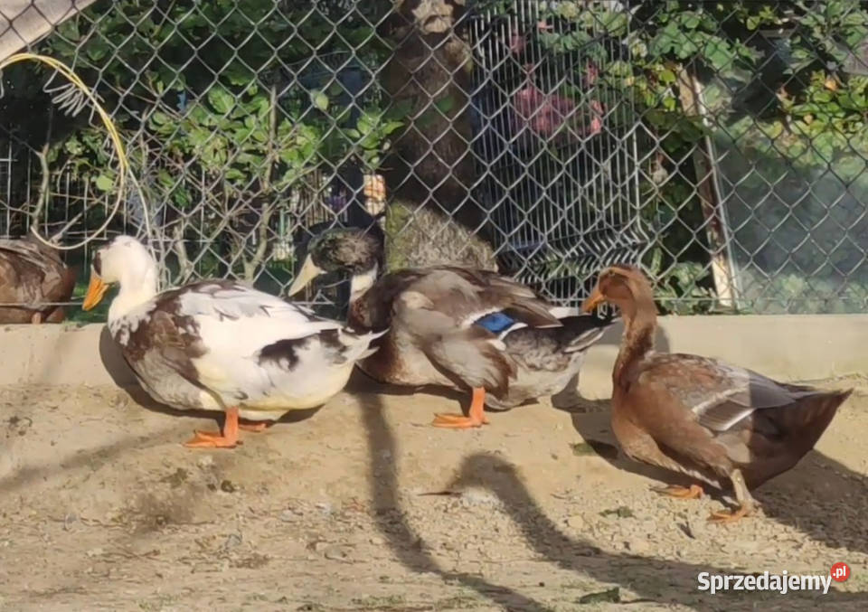 Kaczątka Kaczka ruańska rouen linia wystawowa podkarpackie Iwonicz