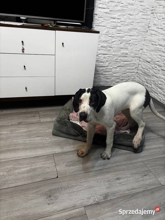 SZCZENIE DOG NIEMIECKI sprzedam