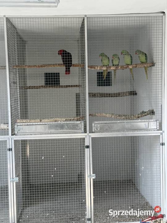 Aleksadrety Wielkie Zmienią Dom Tarnów