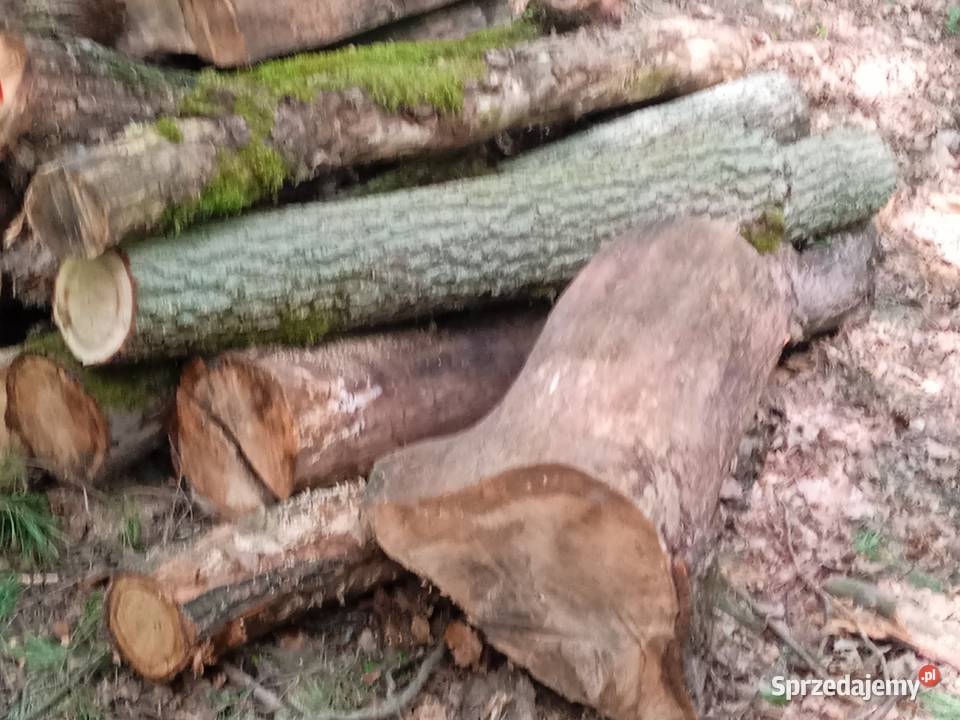 Drzewo opałowe Opał kujawsko-pomorskie Brodnica