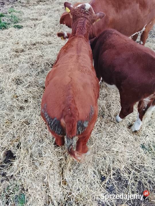 Byczki odsadki 100 Hereford Szczuczyn sprzedam