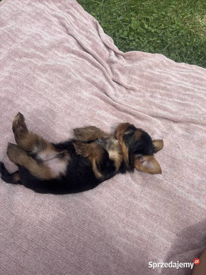 Yorki terrierki lubelskie sprzedam