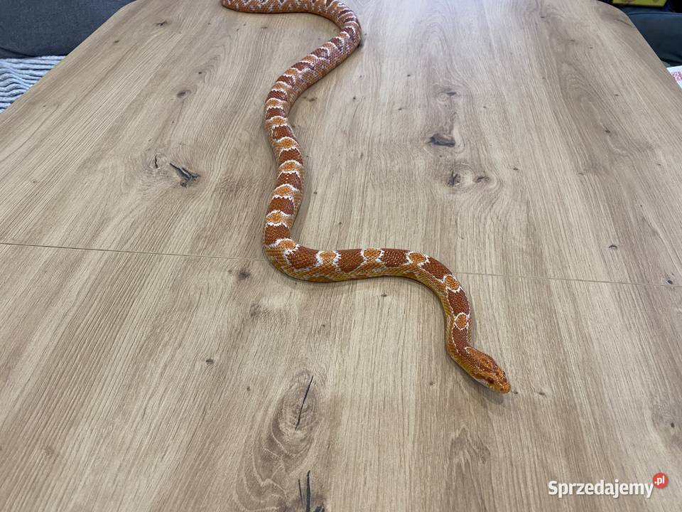 Sprzedam 2 węże Boa i zbożowy Grupa