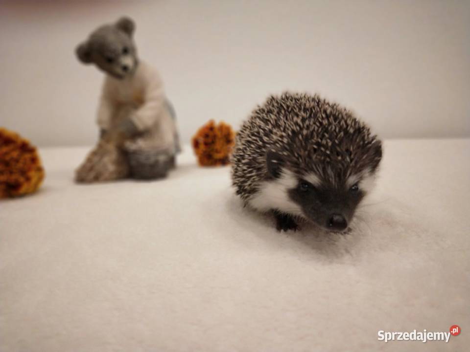Jeż pigmejski afrykański małe języki Pozostałe Rybnik sprzedam