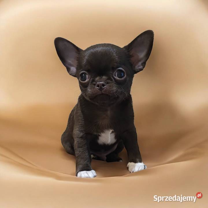 Maleńki krótkowłosy czekoladowy piesek śląskie Rogów