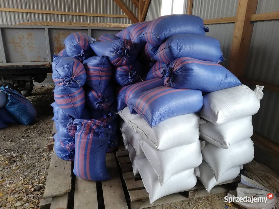 słonecznik czarny podkarpackie Orły sprzedam