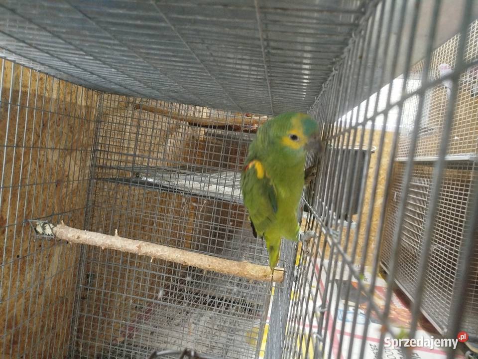 Amazonka Niebieskoczelne mazowieckie Siedlce