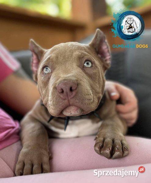 American Bully piesek ABKC Koło
