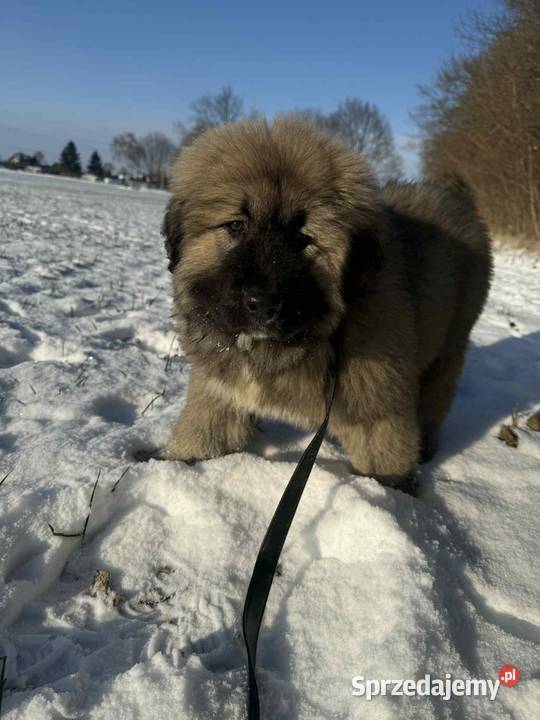Sprzedam piękną suczkę owczarek Pyrzyce