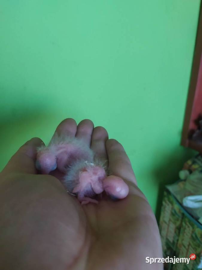 Papugi Rudosterki Ręcznie karmione śląskie Tychy