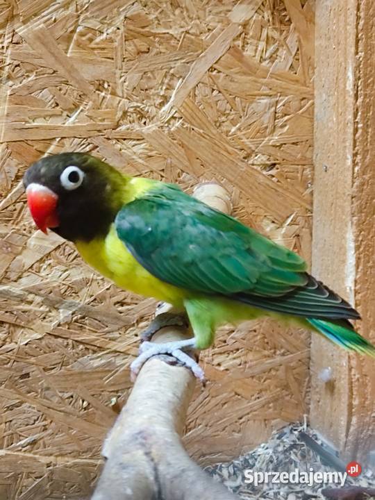 Nierozłaczka z 2025 roku małopolskie