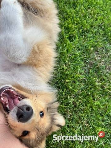 Owczarek Szkocki Długowłosy Szczenięta FCI Owczarek wielkopolskie Dachowa