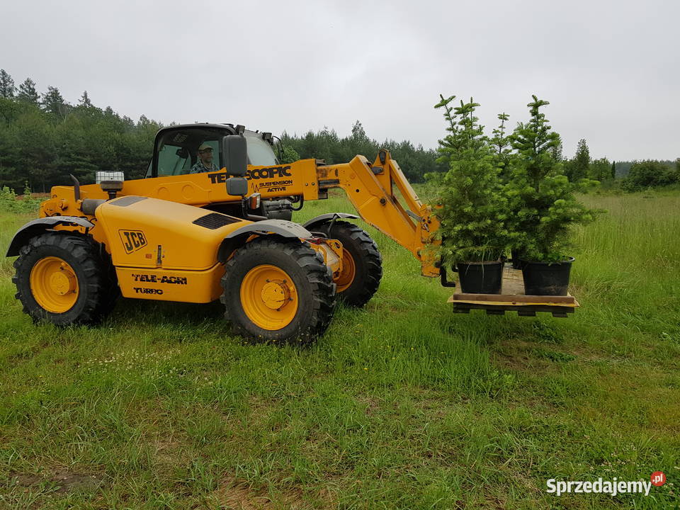 choinki świerki jodły kalifornijskie szlachetne Rośliny Turawa