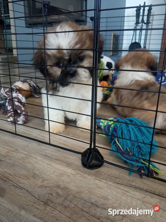 Shihtzu pieski i suczki Dębica