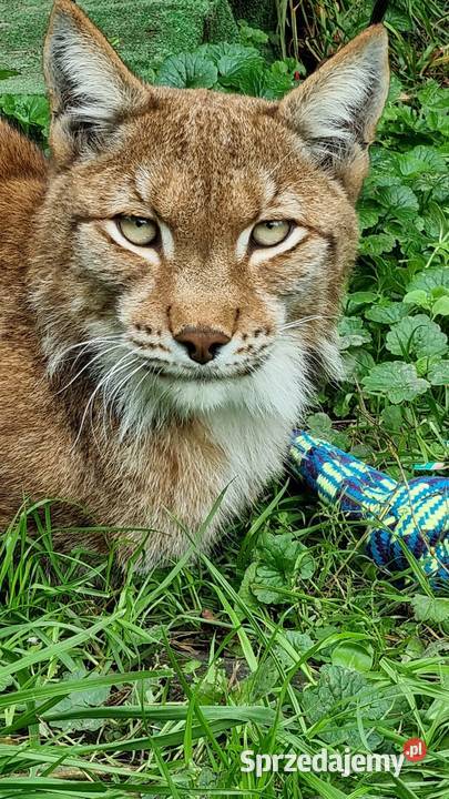 Ryś euroazjatycki Lynx lynx piękny dorosły Katowice