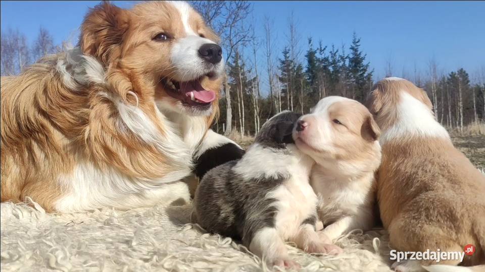 Rasowy Pies Border Collie maści BLUE Szczeniak podkarpackie Iwonicz
