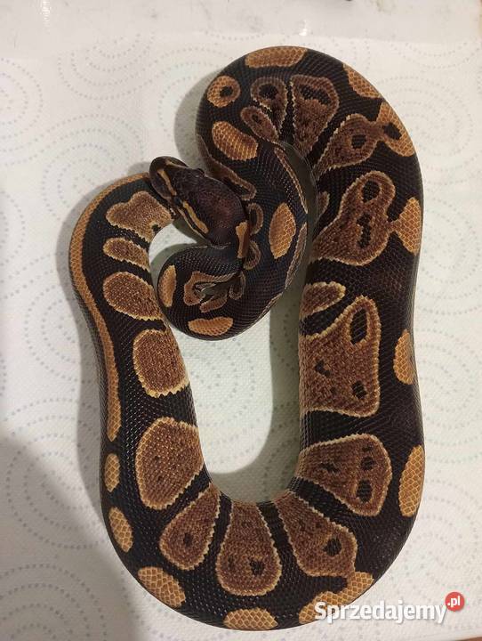 Pyton królewski wąż python regius Samica Classic Gady i płazy Będzin sprzedam