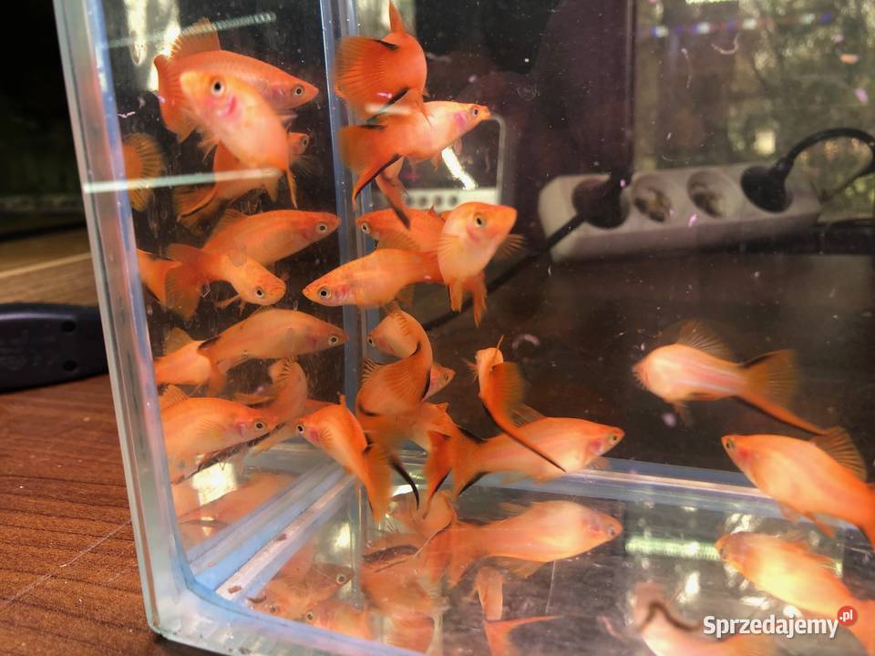 Mieczyk orange comet łódzkie