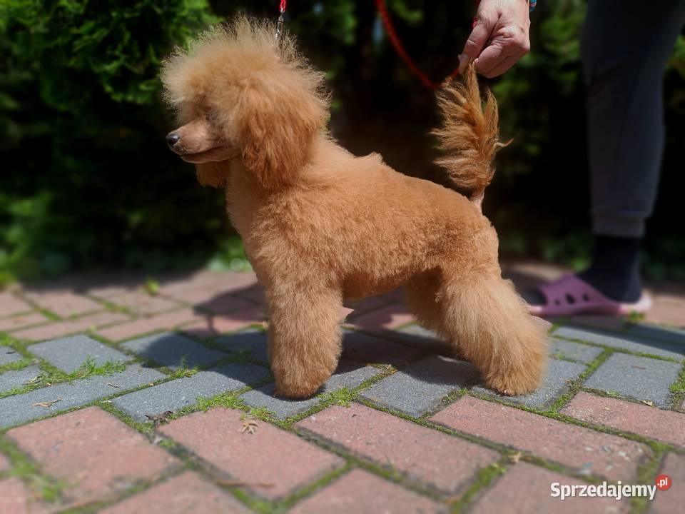 Pudel Toy chlopchik z dokuments FCI