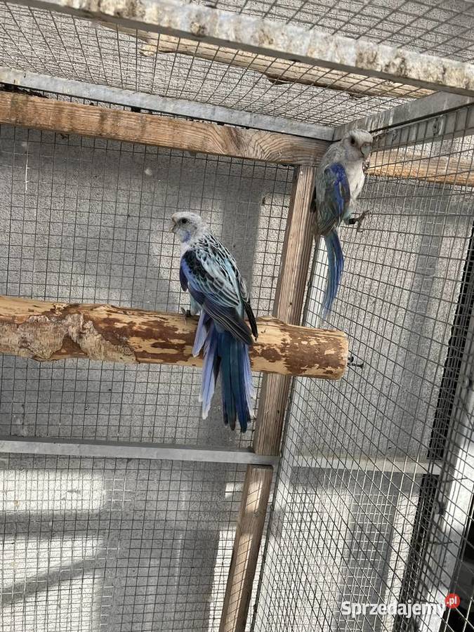 Rozelle białolice Sośnicowice