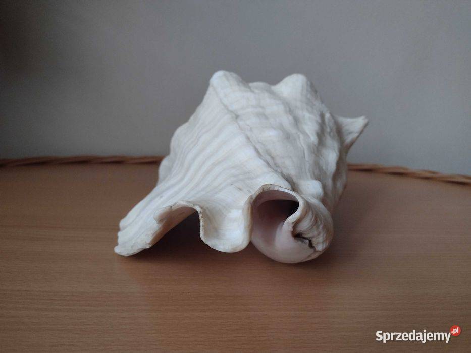 Akwarium muszla morska 235 Warszawa sprzedam