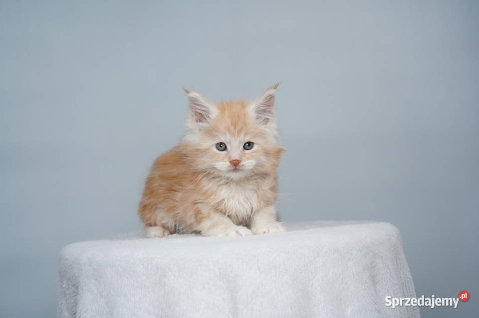 Kocięta Maine Coon wielkie koty Kraków