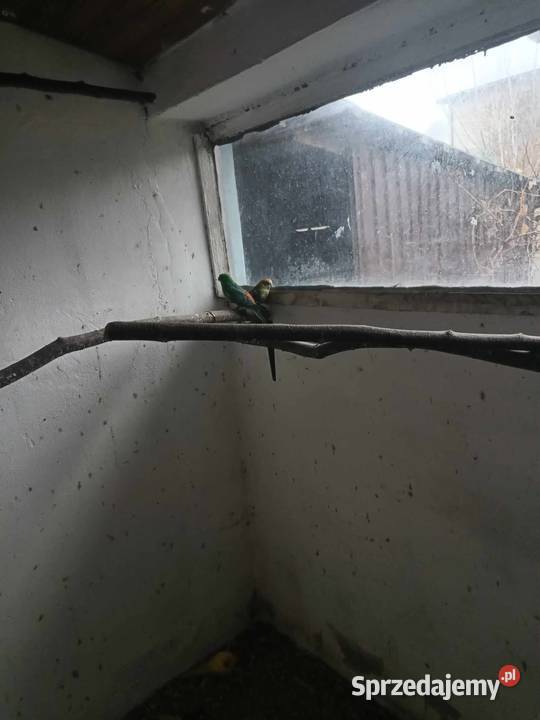 Papugi śląskie Częstochowa sprzedam