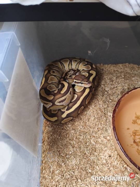 Sprzedam pytony królewskie Łuków