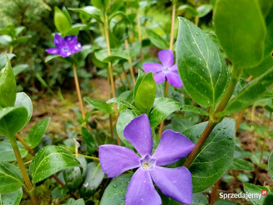 Barwinek pospolity Duże sadzonki Lublin