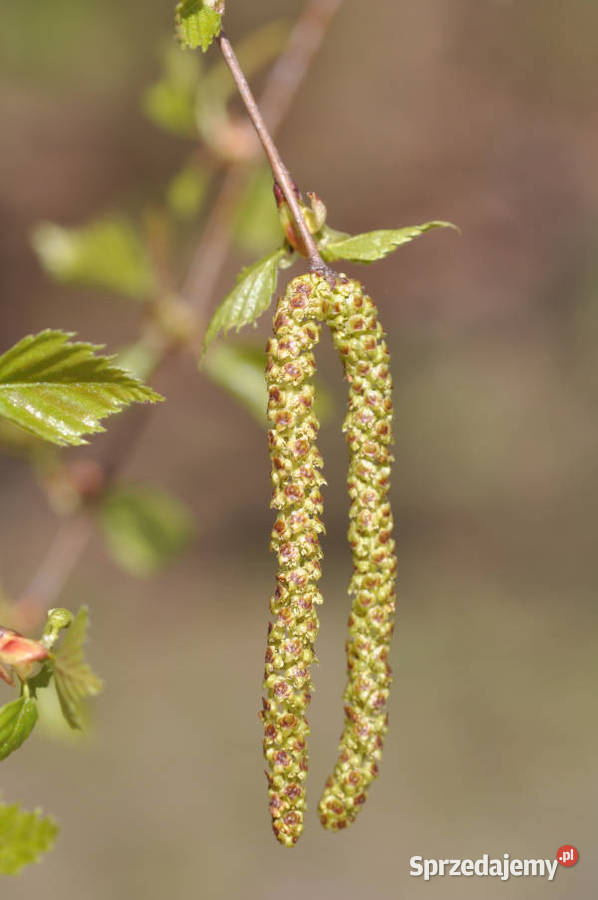 BRZOZA BRODAWKOWATA Betula pendula NASIONA 10000 kujawsko-pomorskie Lubanie sprzedam