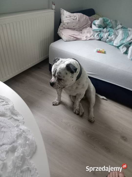 American bully Malbork
