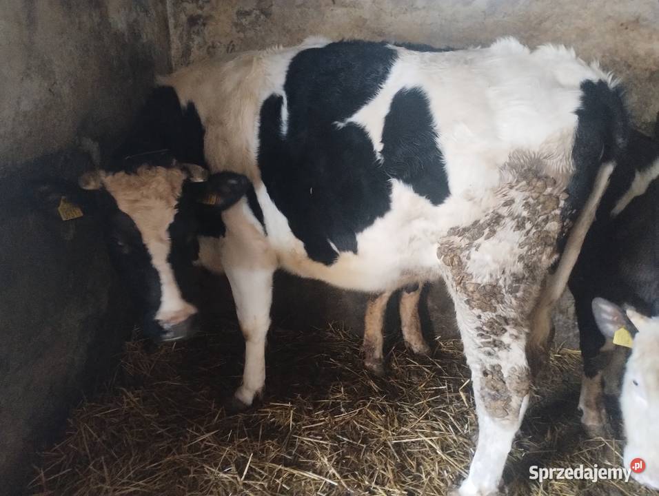 Jałówka cielna Baranów sprzedam
