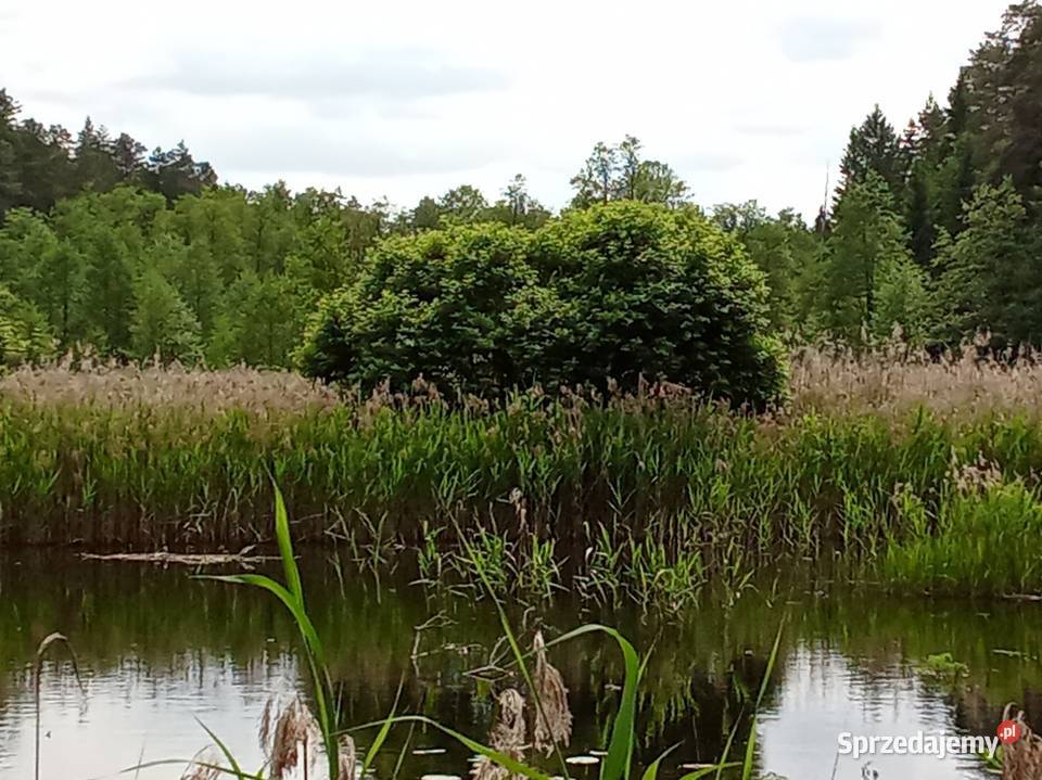 Własny Las w Puszczy Knyszyńskiej Sprzedaż Supraśl