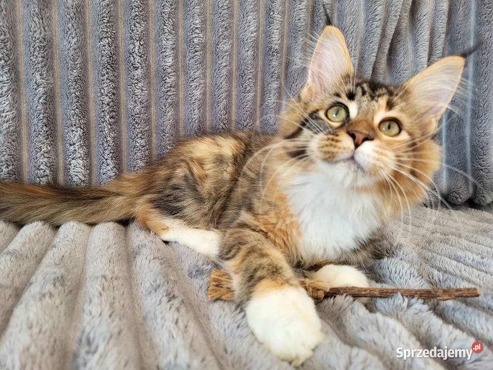 Maine Coon duże linie hodowla FPL Radomsko