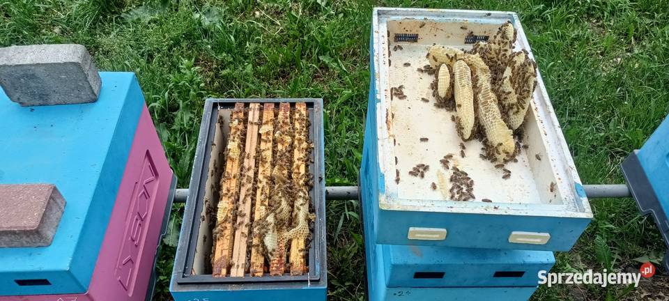 Pszczoły rodzina produkcyjna dadant warszawska mazowieckie Ciechanów sprzedam