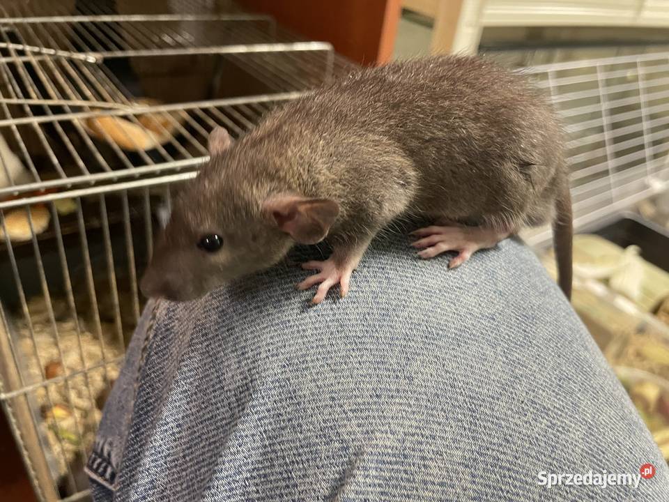 Szczury rasowe Gliwice