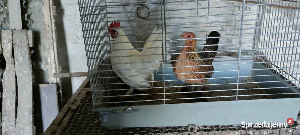 Sprzedam kury liliputy Tokarówka