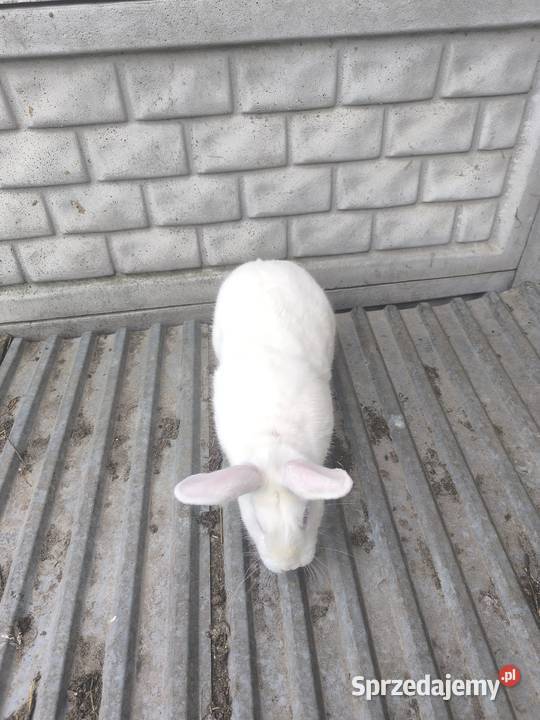 Sprzedam Samca Termondzki Biały Nowe Chrusty